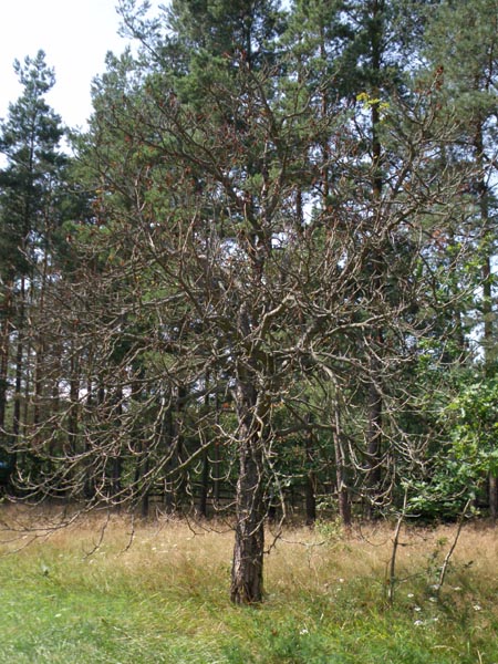 Umarł mi kasztanowiec. Lorbasówka 2009